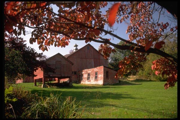 097057 Fall Branches Framing Red Barns A4 Photo Print