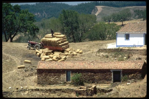 097080 Portuguaese Hay Farmer A4 Photo Print