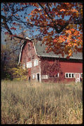 097085 Old Red Barn Behind Fall Branches A4 Photo Print