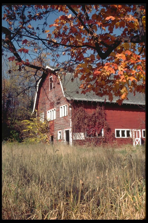 097085 Old Red Barn Behind Fall Branches A4 Photo Print