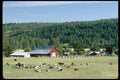 097090 Farm And Cattle A4 Photo Print