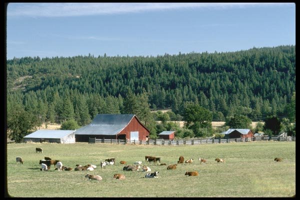 097090 Farm And Cattle A4 Photo Print