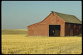 097093 Open Red Barn In Wheat Country A4 Photo Print