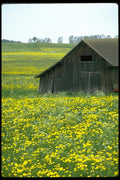 097096 Old Barn In Fields Of Yellow Flowers A4 Photo Print
