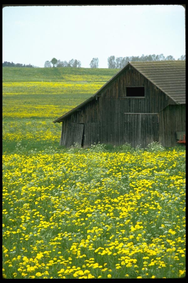 097096 Old Barn In Fields Of Yellow Flowers A4 Photo Print