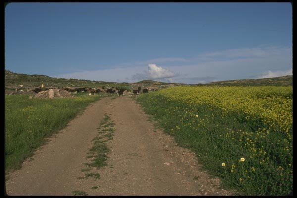 098025 Country Scene, Former Asia Minor, Turkey A4 Photo Print