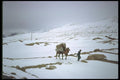 098085 Trader And Bactrian Camel In High Passes, Xinjiang, China A4 Photo Print
