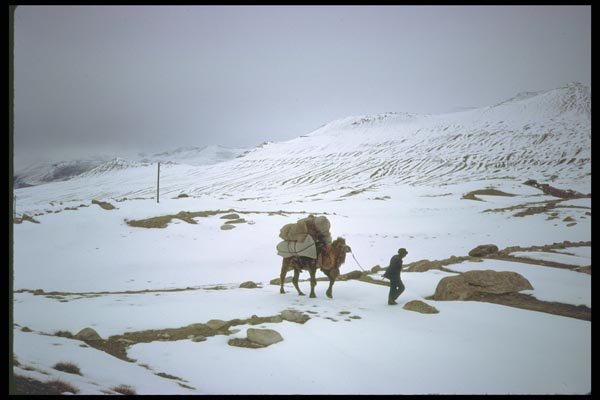 098085 Trader And Bactrian Camel In High Passes, Xinjiang, China A4 Photo Print