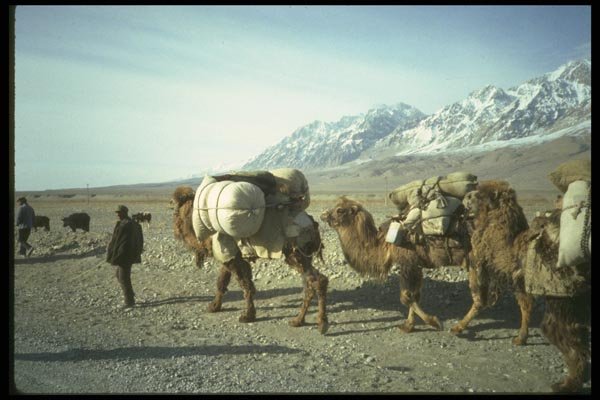 098087 Caravan Of Bactrian Camels, Xinjiang, China A4 Photo Print