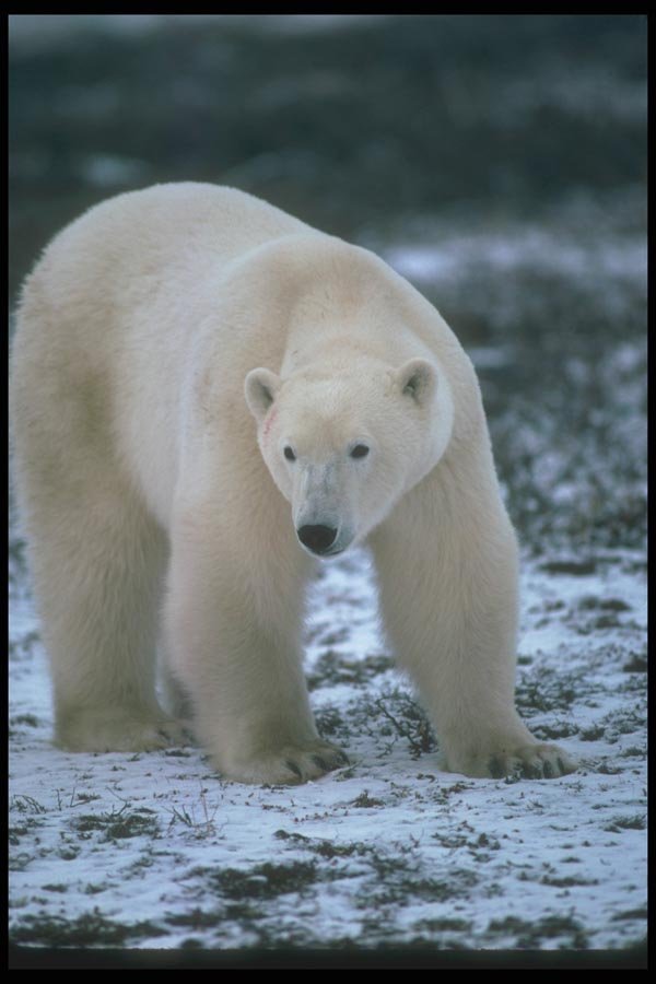 100000 Polar Bear On Snowy Tundra A4 Photo Print