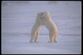 100001 Polar Bears Play Fighting A4 Photo Print
