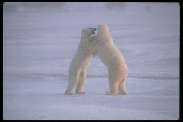 100001 Polar Bears Play Fighting A4 Photo Print