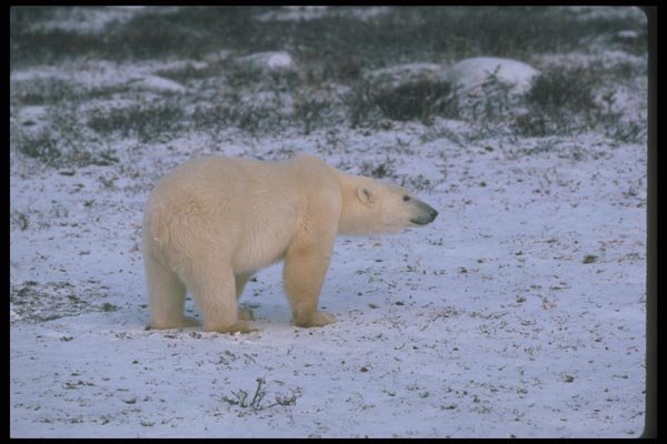 100002 Polar Bear On Snowy Tundra A4 Photo Print