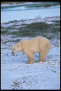 100003 Polar Bear On Snowy Tundra A4 Photo Print