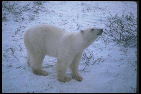 100004 Polar Bear On Snowy Tundra A4 Photo Print