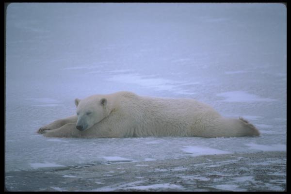 100005 Polar Bear Stretched Out On Ice A4 Photo Print