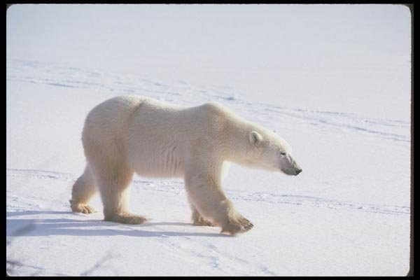 100006 Polar Bear On Snow A4 Photo Print
