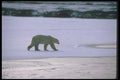 100007 Polar Bear, Tundra Ice And Snow A4 Photo Print