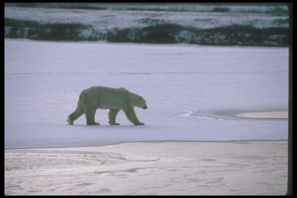 100007 Polar Bear, Tundra Ice And Snow A4 Photo Print