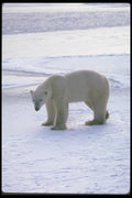 100008 Polar Bear On Snow And Ice A4 Photo Print