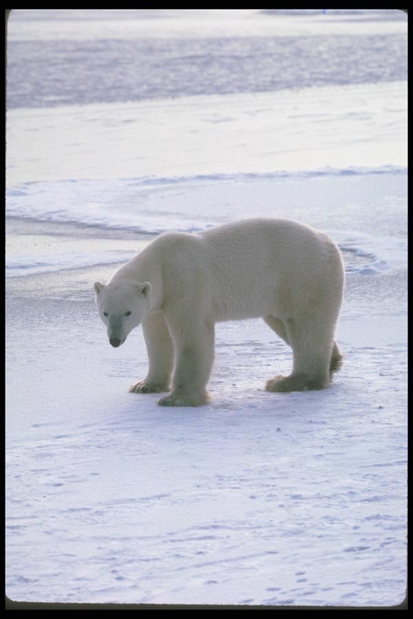 100008 Polar Bear On Snow And Ice A4 Photo Print