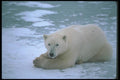100009 Polar Bear Lying On Ice A4 Photo Print