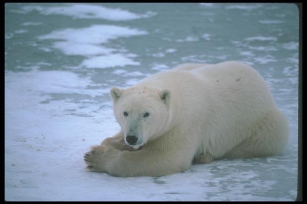100009 Polar Bear Lying On Ice A4 Photo Print