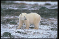 100010 Polar Bear On Snowy Tundra A4 Photo Print