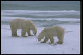 100011 Polar Bears, Confrontation On Ice And Snow A4 Photo Print