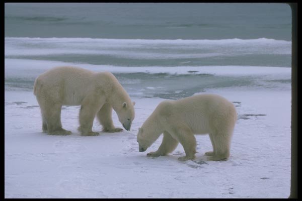100011 Polar Bears, Confrontation On Ice And Snow A4 Photo Print