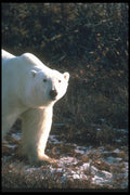 100012 Polar Bear By Tundra Willow A4 Photo Print