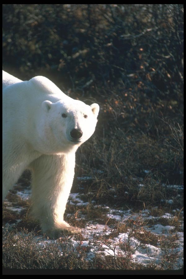 100012 Polar Bear By Tundra Willow A4 Photo Print