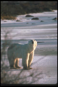 100013 Polar Bear By Tundra Willow A4 Photo Print