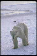 100014 Polar Bear On Snow And Ice A4 Photo Print