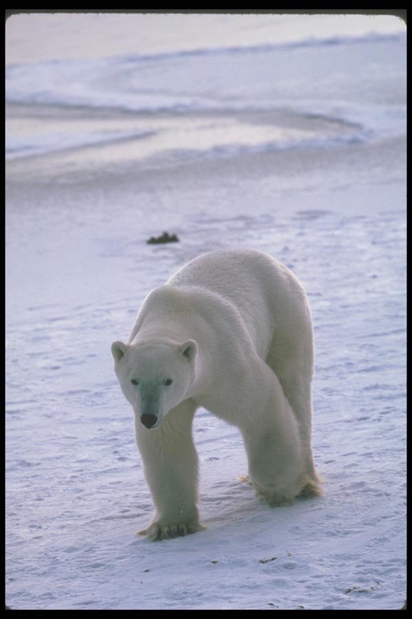 100014 Polar Bear On Snow And Ice A4 Photo Print