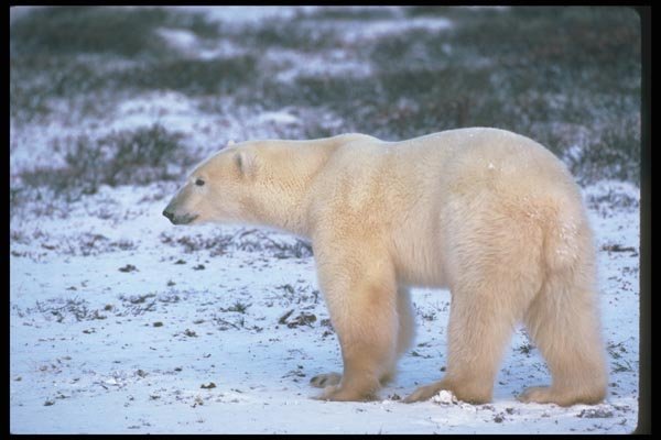 100015 Polar Bear On Snowy Tundra A4 Photo Print