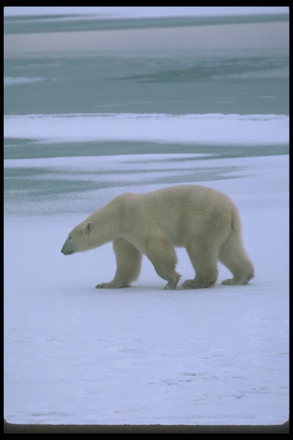 100016 Polar Bear On Snow And Ice A4 Photo Print