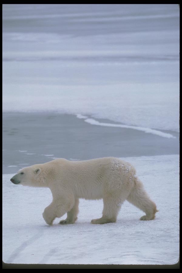 100017 Polar Bear On Snow And Ice A4 Photo Print