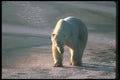 100018 Polar Bear On Ice A4 Photo Print