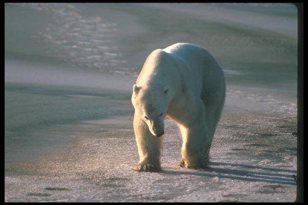 100018 Polar Bear On Ice A4 Photo Print