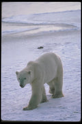 100019 Polar Bear On Snow And Ice A4 Photo Print