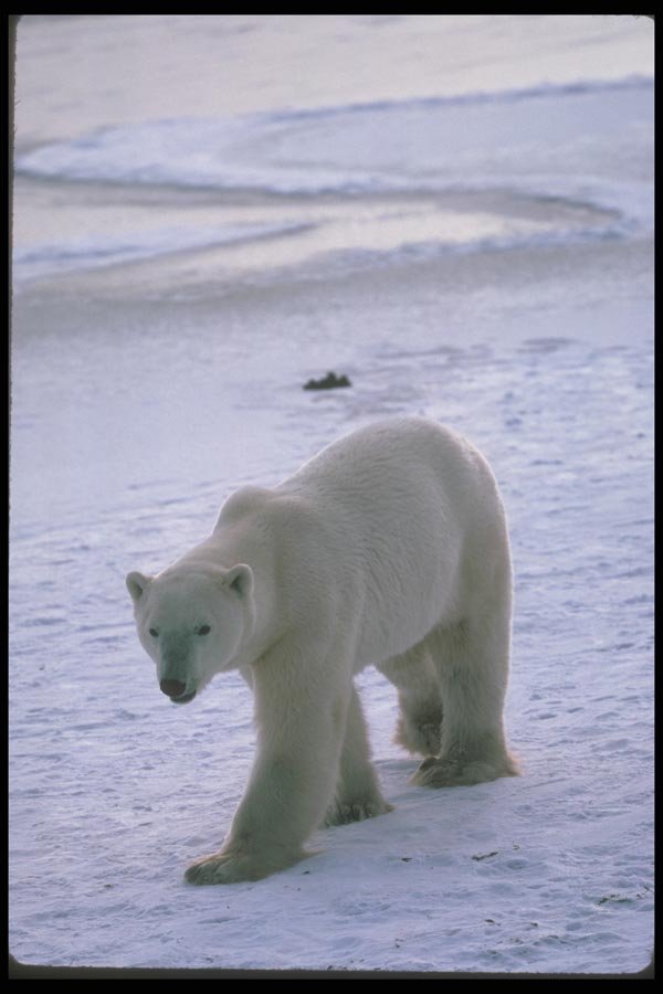 100019 Polar Bear On Snow And Ice A4 Photo Print