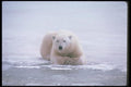 100020 Polar Bear Lying On Ice A4 Photo Print