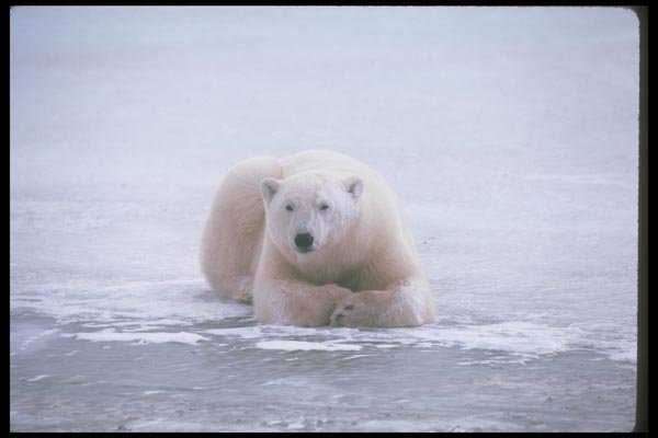 100020 Polar Bear Lying On Ice A4 Photo Print