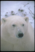 100021 Polar Bear, Head Shot A4 Photo Print