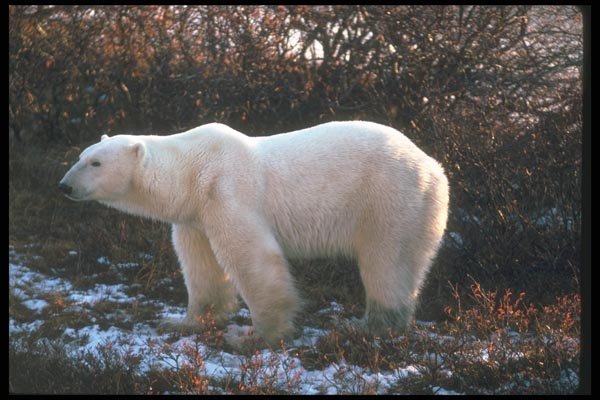 100022 Polar Bear By Tundra Willow A4 Photo Print