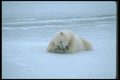 100023 Polar Bear Lying On Ice A4 Photo Print