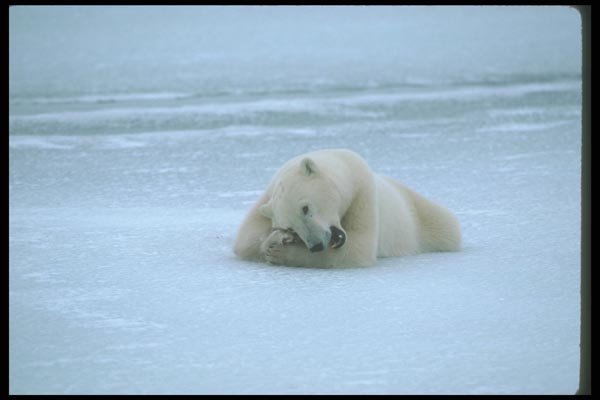 100023 Polar Bear Lying On Ice A4 Photo Print