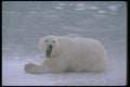 100024 Polar Bear Lying On Ice A4 Photo Print