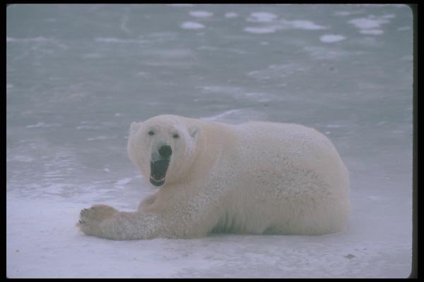 100024 Polar Bear Lying On Ice A4 Photo Print